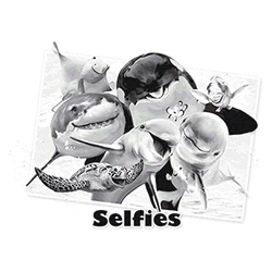 sealife selfies
